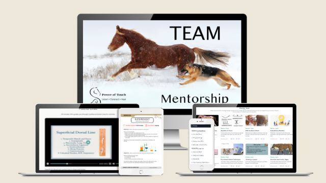 The TEAM Mentorship on laptop, tablet, and phone