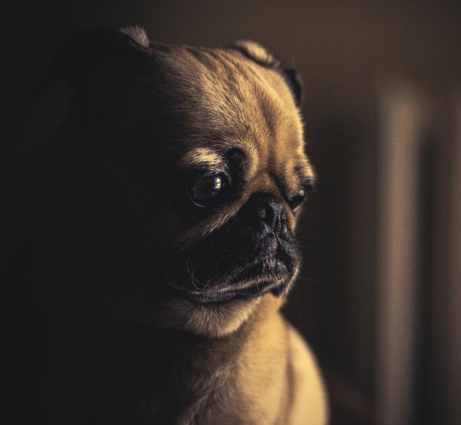 A dog waiting in low light